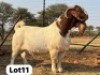 1 X BOER GOAT STUD BUCK Schoonheid Boerbok Stoet - 2