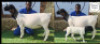 1+1 X DORPER T4 EWE Bashewa Dorpers