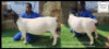 1 X DORPER T5 PREGNANT EWE Bashewa Dorpers