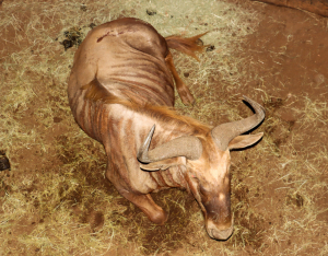 1 X GOUE WILDEBEESBUL/GOLDEN WILDEBEEST BULL