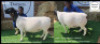 1 X DORPER T5 PREGNANT EWE Bashewa Dorpers
