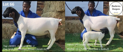 1+1 X DORPER T4 EWE Bashewa Dorpers