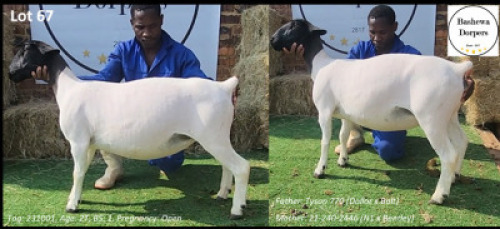 1 X DORPER T3 EWE Bashewa Dorpers