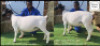 1 X DORPER T3 EWE Bashewa Dorpers