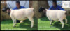 1 X DORPER T4 PREGNANT EWE Bashewa Dorpers