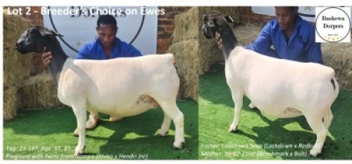 1 X DORPER T5 PREGNANT EWE Bashewa Dorpers