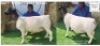 1 X DORPER T5 PREGNANT EWE Bashewa Dorpers