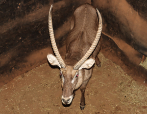 1 X WATERBOK/WATERBUCK L:27 5/8" ; R:27 3/8"