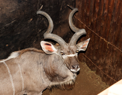 1 X KOEDOEBUL/KUDU BULL L:56 1/8" ; R:55 1/4"