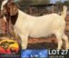 1 X BOER GOAT FLOCK BUCK Schoonheid Boerbok Stoet