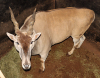 1 X ELAND BUL/BULL - 3