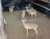 6 X ROOIBOKRAM/IMPALA RAM (Per Piece to take the lot)