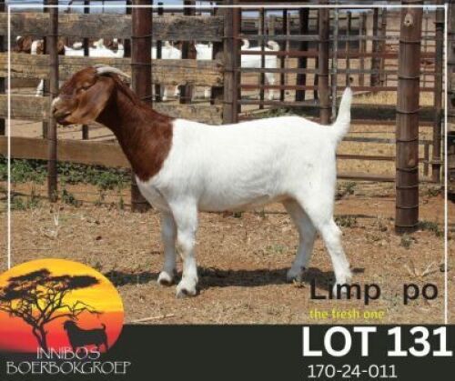 1 X BOER GOAT FLOCK DOE Fourie Boerbokstoet
