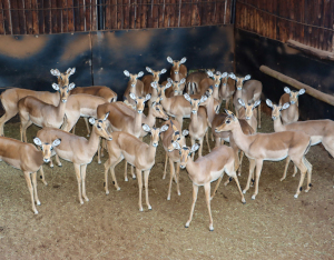 27 X ROOIBOK/IMPALA (Per Piece to take the lot)