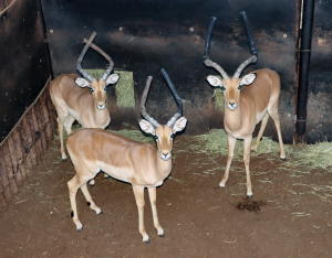 3 X ROOIBOKRAM/IMPALA RAM (Per Piece to take the lot)