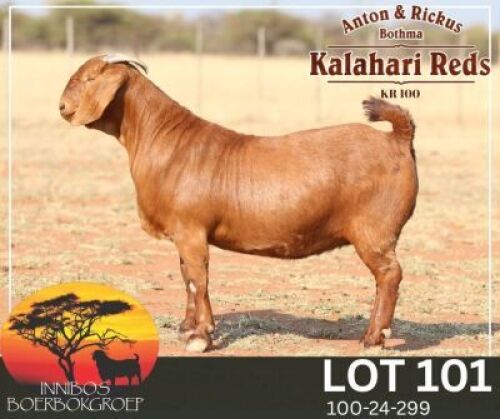 1 X KALAHARI RED FLOCK PREGNANT DOE Anton & Rickus Bothma Stoet