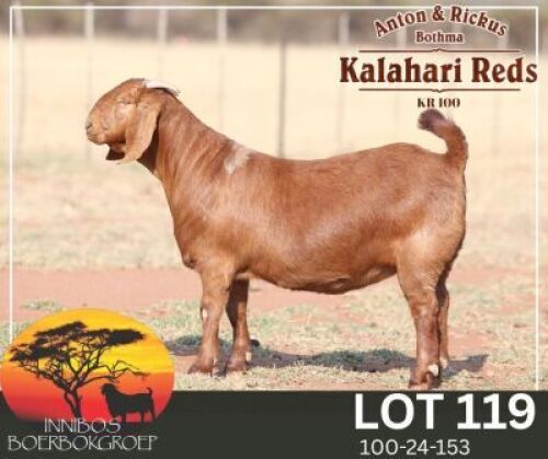 1 X KALAHARI RED FLOCK PREGNANT DOE Anton & Rickus Bothma Stoet