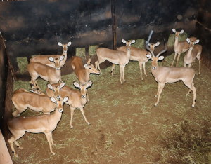 12 X ROOIBOK/IMPALA (Per Piece to take the lot)