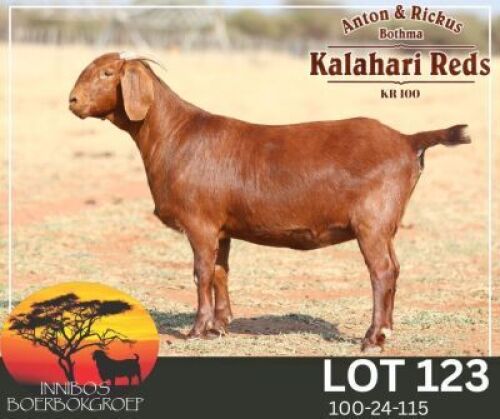 1 X KALAHARI RED FLOCK PREGNANT DOE Anton & Rickus Bothma Stoet