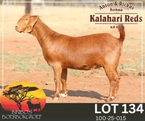 1 X KALAHARI RED FLOCK DOE Anton & Rickus Bothma Stoet