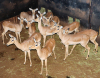 12 X ROOIBOK/IMPALA (Per Piece to take the lot) - 2