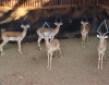 5 X ROOIBOK/IMPALA (Per Piece to take the lot)