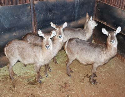 4 X WATERBOK/WATERBUCK (Per Piece to take the lot)