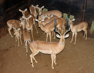 12 X ROOIBOK/IMPALA (Per Piece to take the lot)