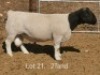 1 X DORPER T3 RAM Dirk Steenkamp Dorpers