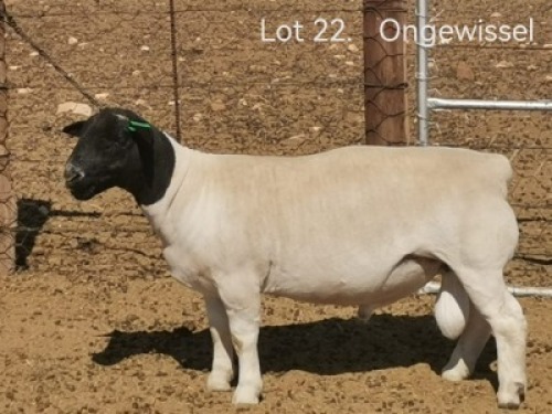 1 X DORPER T4 RAM Dirk Steenkamp Dorpers