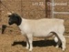 1 X DORPER T4 RAM Dirk Steenkamp Dorpers