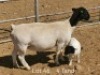 1+1 X DORPER T5 EWE Dirk Steenkamp Dorpers