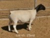 1 X DORPER T5 PREGNANT EWE Dirk Steenkamp Dorpers