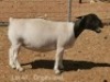 1 X DORPER T5 PREGNANT EWE Dirk Steenkamp Dorpers