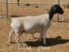 1+1 X DORPER T5 EWE Dirk Steenkamp Dorpers