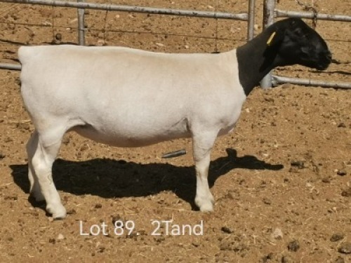 1 X DORPER T5 PREGNANT EWE Dirk Steenkamp Dorpers