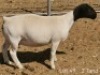 1 X DORPER T5 PREGNANT EWE Dirk Steenkamp Dorpers