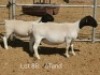 1+1 X DORPER T4 PREGNANT EWE Dirk Steenkamp Dorpers