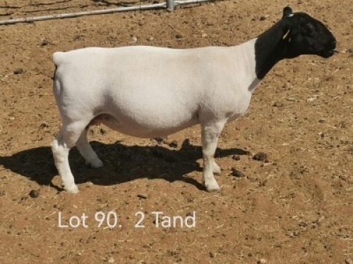 1 X DORPER T5 PREGNANT EWE Dirk Steenkamp Dorpers