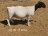 1 X DORPER T5 PREGNANT EWE Dirk Steenkamp Dorpers