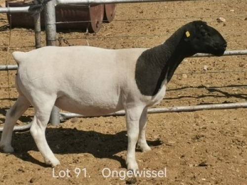 1 X DORPER T4 PREGNANT EWE Dirk Steenkamp Dorpers