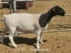 1 X DORPER T4 PREGNANT EWE Dirk Steenkamp Dorpers