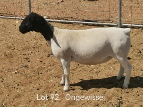 1 X DORPER T4 EWE Dirk Steenkamp Dorpers