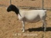 1 X DORPER T4 EWE Dirk Steenkamp Dorpers