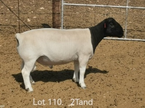 1 X DORPER T4 RAM Dirk Steenkamp Dorpers