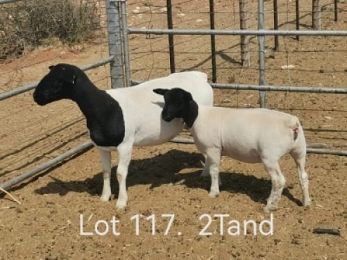 1+1 X DORPER T3 EWE Dirk Steenkamp Dorpers