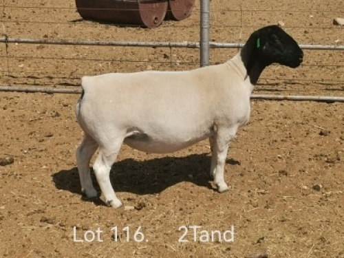 1 X DORPER T5 PREGNANT EWE Dirk Steenkamp Dorpers