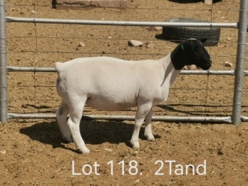 1 X DORPER T5 PREGNANT EWE Dirk Steenkamp Dorpers
