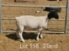 1 X DORPER T5 PREGNANT EWE Dirk Steenkamp Dorpers