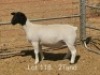 1 X DORPER T5 PREGNANT EWE Dirk Steenkamp Dorpers - 2